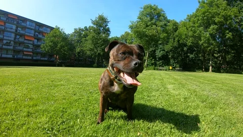 POV pulling dog shot, 4K  Stock Footage 91249695