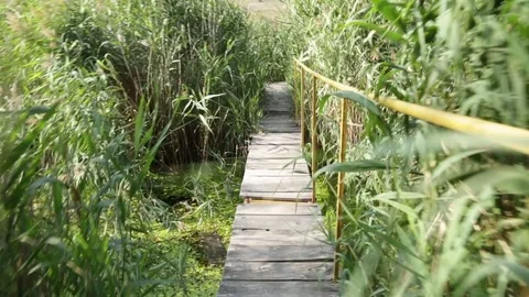 POV: into reeds Video stock 83492970