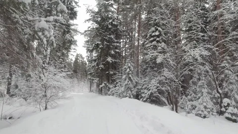 POV ride through a snowy forest with conifers Stock Footage 128572004