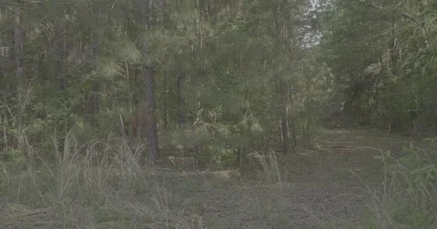 POV of riding ATV through forest up to fallen tree 库存影片 76704326