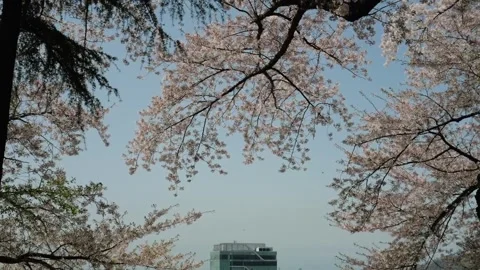 POV of riding a swing under falling cherry blossom petals in motion Stock Footage 328343574