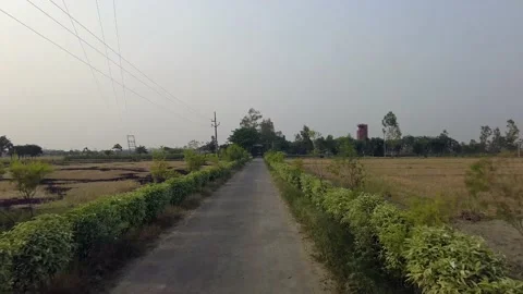 POV Road Trees on side car moving 4k nature shot Stock Footage 194094095