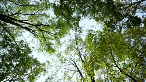 POV round view from below at tree tops with green and yellow foliage on bright Stock-Footage 321043357