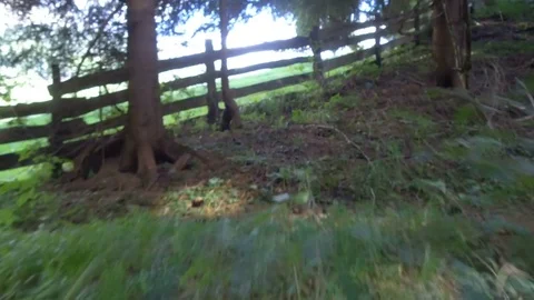 Pov run on a forest, Alta Badia Stock Footage 79639722