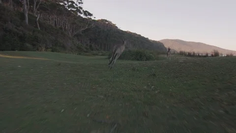 POV running with kangaroos Stock Footage 88517842