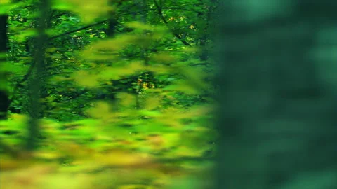 POV Running Through Dense Forest Video stock 278432136
