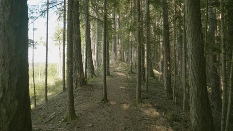 POV Running through the Forest Stock Footage 95729401