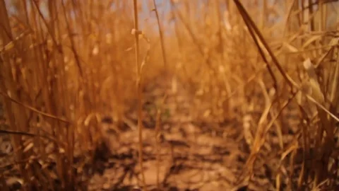 POV running through a wheat field Stock Footage 78522831