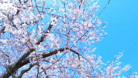 POV of Sakura, Cherry blossoms, in bloom in Japan with sun flare and blue sky. Stock Footage 288076373
