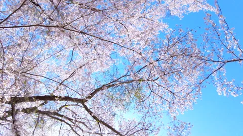 POV of Sakura, Cherry blossoms, in bloom in Japan with sun flare and blue sky. Stock Footage 293995705