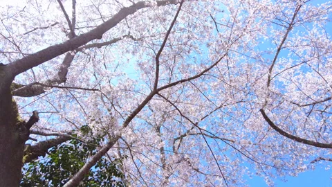 POV of Sakura, Cherry blossoms, in bloom in Japan with sun flare and blue sky. Stock Footage 296733359