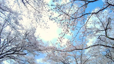 POV of Sakura, Cherry blossoms, in bloom in Japan with sun flare and blue sky. Vidéo 327633290