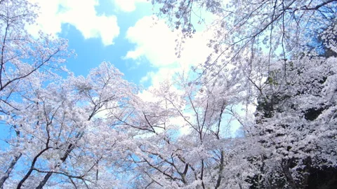 POV of Sakura, Cherry blossoms, in bloom in Japan with sun flare and blue sky. Stock Footage 328618710