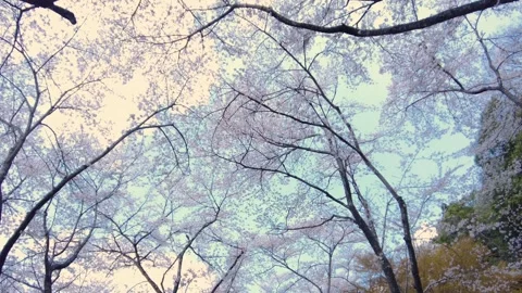 POV of Sakura, Cherry blossoms, in bloom in Japan with sun flare and blue sky. Stock Footage 329657373