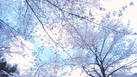 POV of Sakura, Cherry blossoms, in bloom in Japan with sun flare and blue sky. Vidéo 330044641