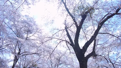 POV of Sakura, Cherry blossoms, in bloom in Japan with sun flare and blue sky. Vidéo 331273885