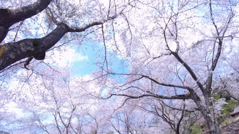 POV of Sakura, Cherry blossoms, in bloom in Japan with sun flare and blue sky. Vidéo 331554055