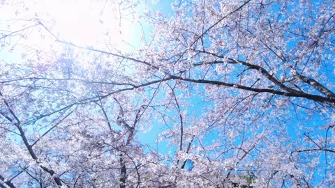 POV of Sakura, Cherry blossoms, in bloom in Japan with sun flare and blue sky. Stock Footage 344711741