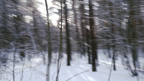 Pov Scared Man Running Through The Winter Forest, Sun Flare Stock Footage 101514094