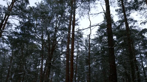 Pov Scared Man Running Through The Horror Winter Forest Stock Footage 101517055