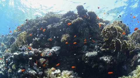 POV - scuba diver surfacing close to coral reef wall - 25fps Stock Footage 37863040