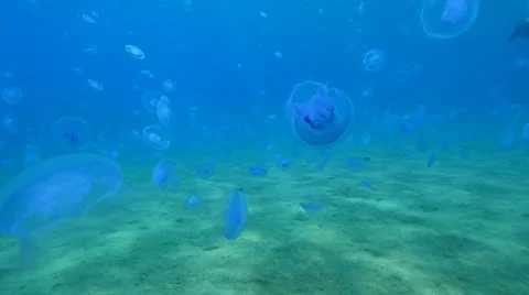 POV Scuba Diver in a swarm of jelly fish Stock Footage