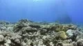 POV Scuba diver swimming over pristine coral reef HD Footage