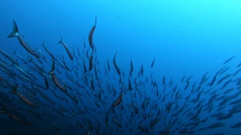 POV Scuba diving with a barracuda fish school Stock Footage 119332550