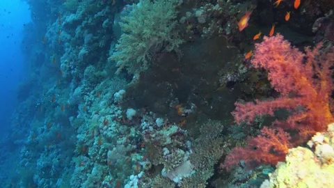 POV - Scuba diving in a Red Sea coral re... | Stock Video | Pond5