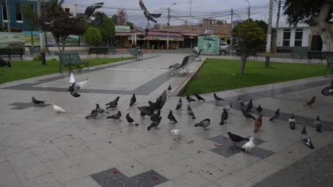POV seeing several pigeons flying in a square descending to the floor in point o 库存影片 197090409