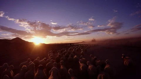 POV Shepherd Goes Along With a Large Sheep Flock on the colorful sunset First-pe Stock Footage 77884477