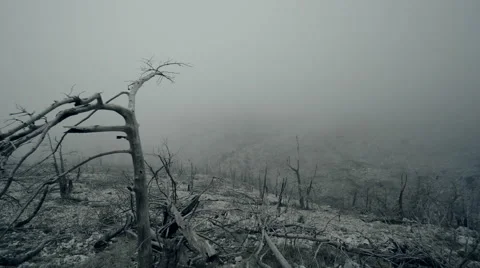 Pov shot of a barren land,burned out forest in mist and fog Stock Footage