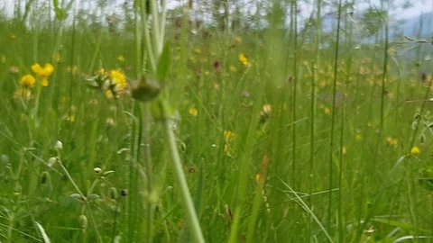 Pov shot between the flowers on the ground Stock Footage 89749501
