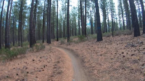 POV shot of biking path through coniferous forest, Oregon, United States Stock Footage 137952799