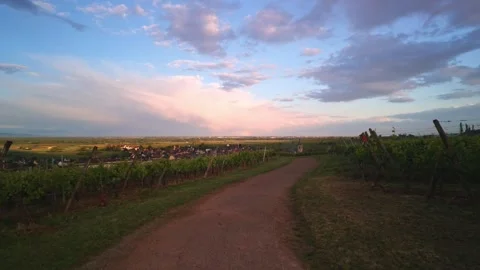 POV shot driving down an empty rural lane through beautiful French vineyards Stock-Footage 336911144