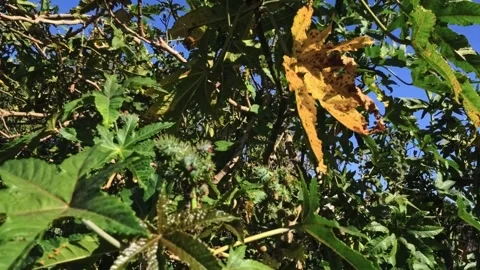 POV shot exploring dense wild vegetation with large green and yellow autumn. Video stock 333101142