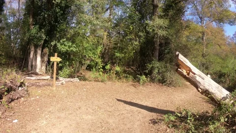 Pov shot of fallen tree trunk and sign on dirt forest road along side people Video stock 142333389