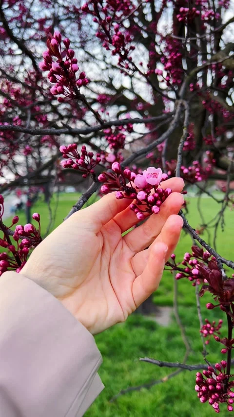 POV shot: fingertips explore blooming branch, first touch of the season Stock Footage 308797270