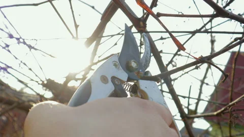POV shot of the garden shears in hand, the farmer cuts the dry branches of the Vídeo Stock 105018904