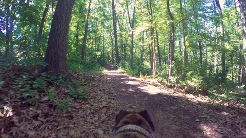 POV shot of a greyhound on a forest trail Stock Footage 76778876