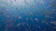 Pov Shot In Huge School Of Silver Fish Stock Footage
