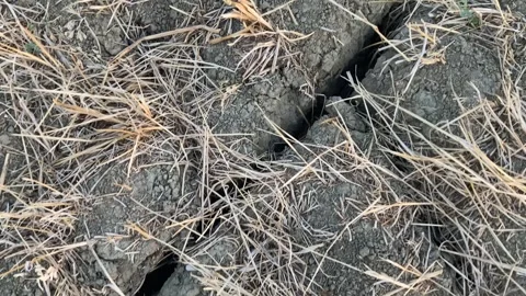 POV shot looking down at parched cracked soil with yellow dry grass. Evocative Stock Footage 313927463