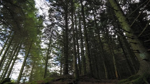 POV shot Low Angle. Walk under trees on walkway in urban city park or woods in Stock Footage 88446121
