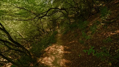 POV shot moving on countryside path walking at summer forest with dense green Stock Footage 107796876