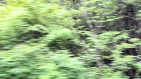 POV Shot Moving Through Blurry Green Forest in Jiuzhaigou Valley, Sichuan, China 動画素材 338038069