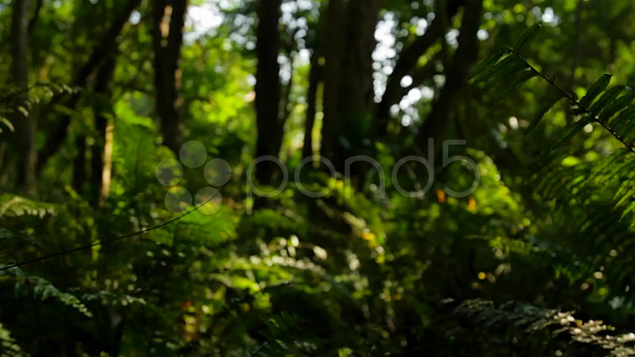 Wide shot on tropic rainforest jungle, m, Stock Video