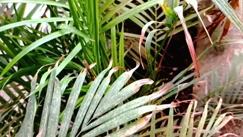 POV shot of moving through the garden with dying leaves in slow motion 動画素材 345021162