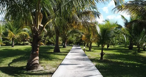 	POV shot of path in palm trees in Mozambique Stock Footage 89360603