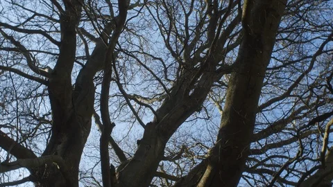 A POV SHOT of a rotating tree and blue sky. Stock Footage 105248614