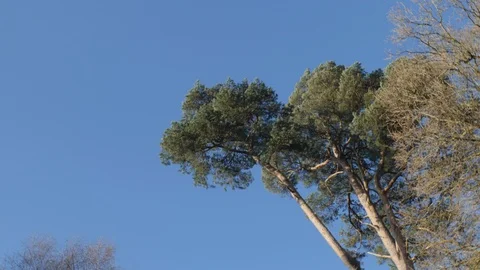 A POV SHOT of a rotating tree and blue sky. Stock Footage 105308511